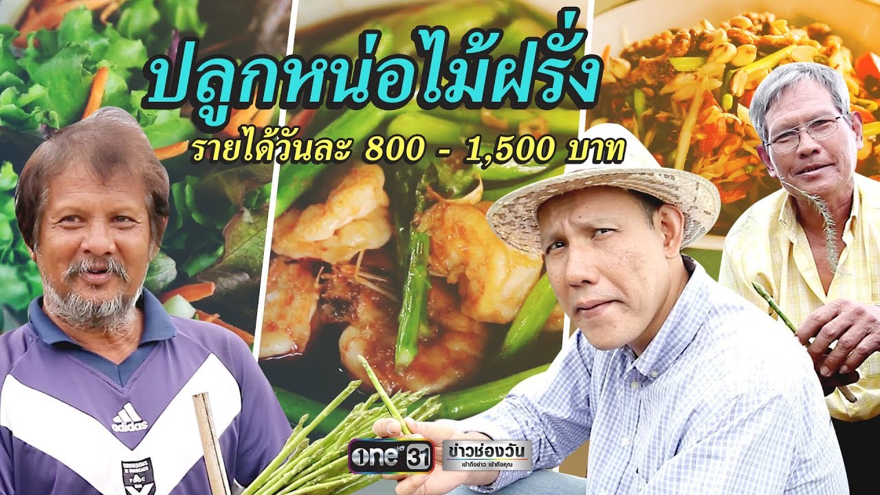 งานวันละ 800  2022  ปลูกหน่อไม้ฝรั่งรายได้วันละ 800 - 1,500 บาท | ข่าวช่องวัน | one31