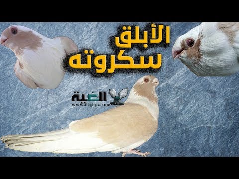 Specifications Of The Original Scruta Piebald Pigeon From Alghaya AlOmda