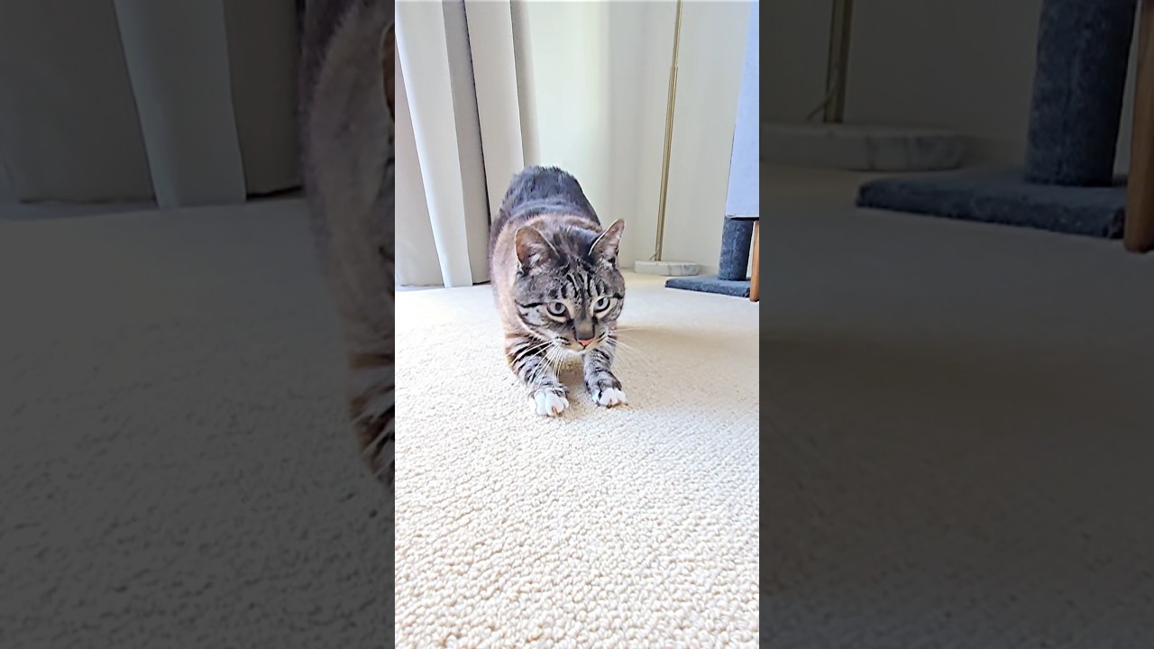 cat scratches carpet warming up for kitty play session