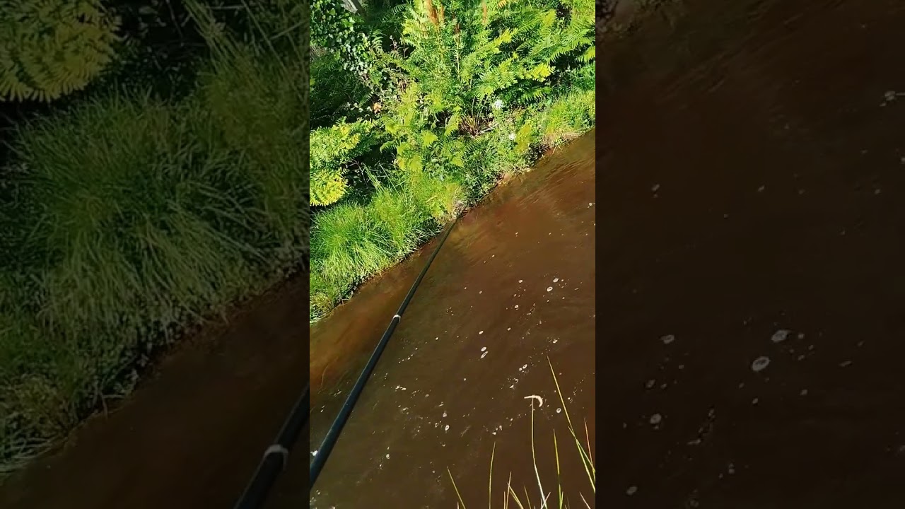 Pesca de rio ao salton (saltamontes) Galicia rio Alemparte