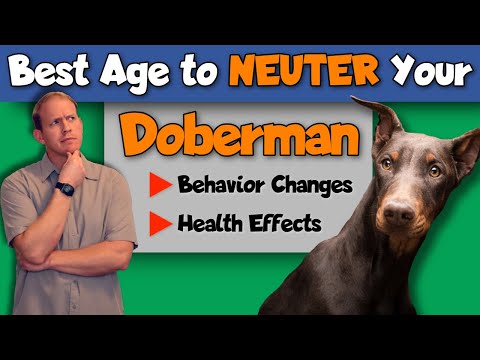 Video: Khi nào nên đi và Neuter: Ý kiến của một bác sĩ thú y
