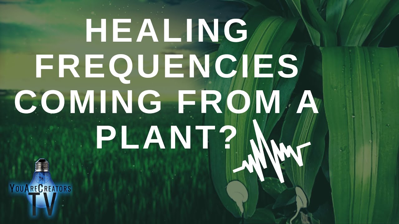 Healing Frequencies coming from a Plant? (Powerful Frequencies!) YouTube