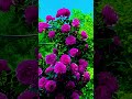 Most beautiful roses in the world#rose#beautifulnaturalflowers#flowergarden #rosegarden