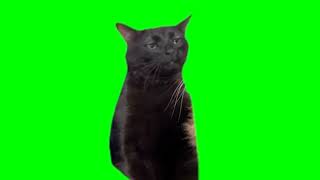 Black Cat Zoning Out [No Orange Cat] (Green Screen)