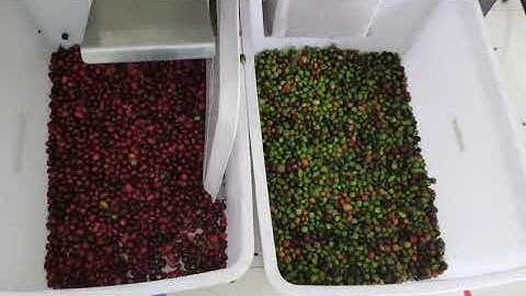 Coffee cherry color sorting machine