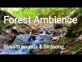 Relaxing Forest ambience - Stream sounds and birdsong