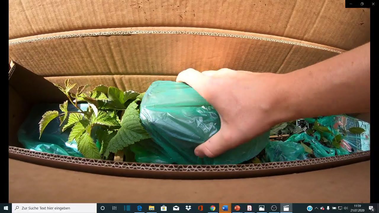 Obstbestellung online (blumen Senf) Erfahrungsbericht Mini Kiwi