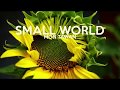 Small World by Sony a6500 + Sony 30mm f/3.5 Macro