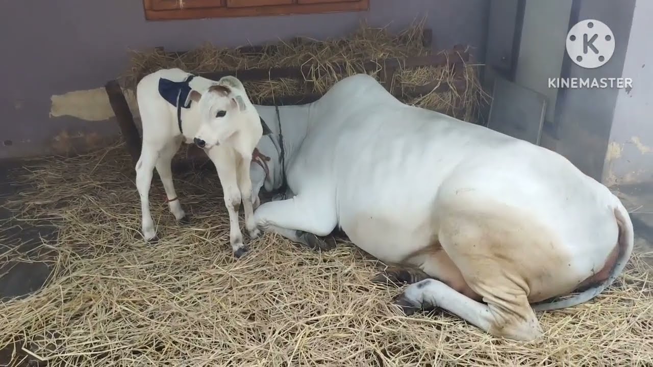 SRAVANI 2nd DELIVERY STORY