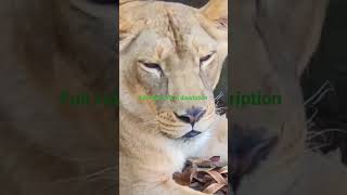 Jungle Safari||Bannerghatta zoo||full video link in discription