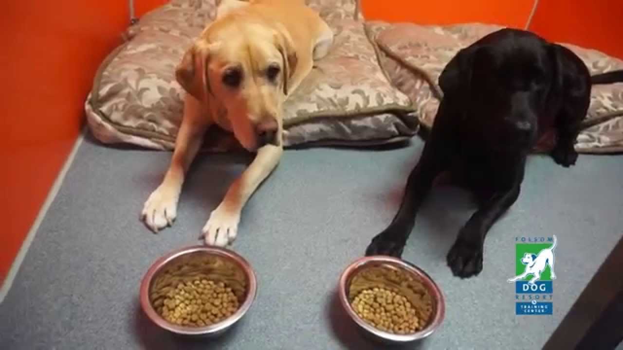 Bagging & Labeling your Dogs Food from Home YouTube