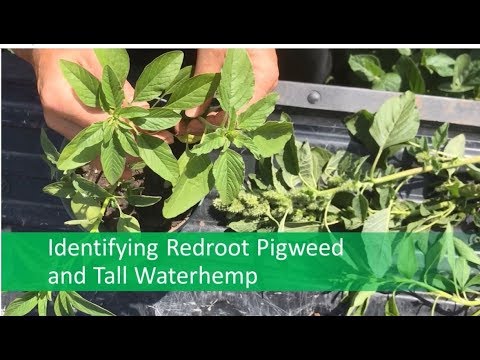 redroot pigweed waterhemp