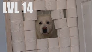 My Dog Reacts to the Toilet Paper Challenge