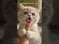 可愛さ限界突破の癒やし猫5選 🐾（ラストが反則級に可愛い…） #shorts #猫 #癒やし