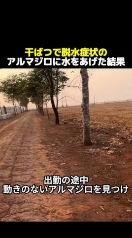 干ばつで脱水症状のアルマジロに水をあげた結果