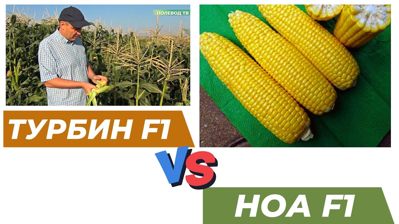 Выбор ранней кукурузы НОА F1 и ТУРБИН F1. Лидеры на рынке кукуруз.