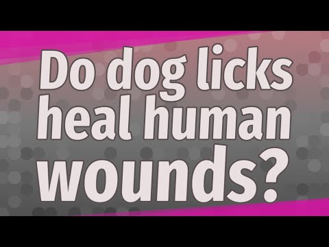 Do dog licks heal human wounds?
