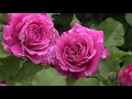 обильный полив саженцев роз -  залог хорошего цветения, питомник роз полины козловой rozarium.biz