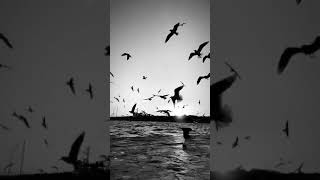 Huzur Veren Manzara Doğa Duygusal Kısa Videolar