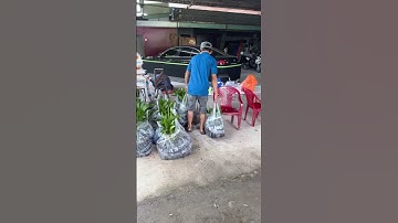 CUNG CẤP 1.000 CÂY CAU ĂN TRẦU CAO 25CM