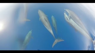 Dolphins on the way to Satayah