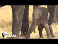 Bebé elefante da sus primeros pasos | El Dodo