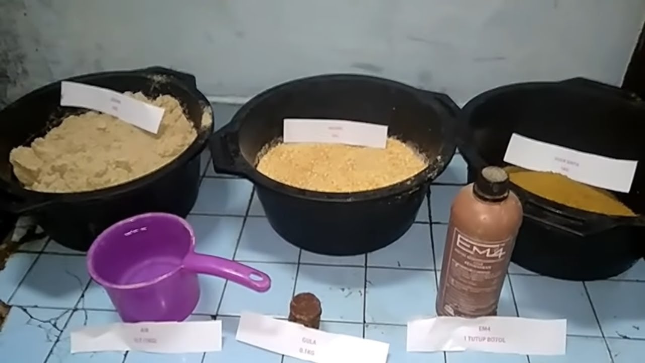 pakan ayam fermentasi agar ayam cepat besar dan sehat - YouTube