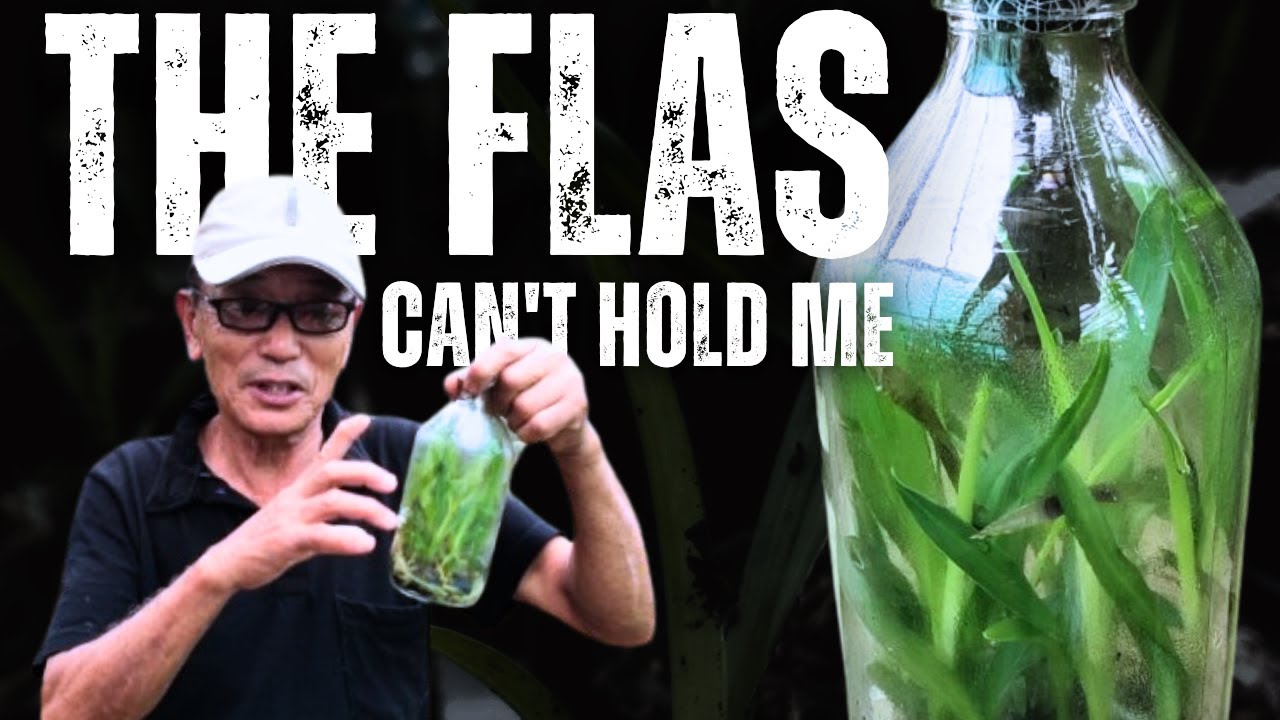 How to De-Flask Orchid Seedlings (Step-by-Step Guide)