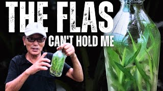 How to De-Flask Orchid Seedlings (Step-by-Step Guide)