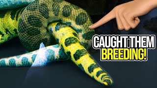 FINALLY GOT A MALE ANACONDA!!! THEY'RE ALREADY BREEDING!! | BRIAN BARCZYK