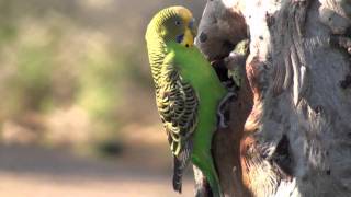 The Budgie Tree: Wild budgies breeding and feeding their young