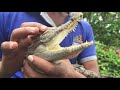 Baby Crocodile ~ Sri Lanka