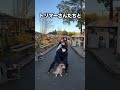 愛犬コロちゃんのシャンプーに関する面白い雑学#shorts