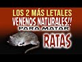 Dos venenos caseros para eliminar Ratas y Ratones ¡FULMINANTES!