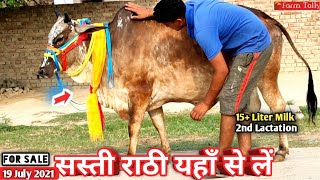 Super Rathi 15-16 Liter Milk Capacity  Dulichand Ji9784412231 अभी गयाभिन है। Cow Videos Farm Talk