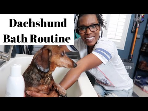 Video: How To Wash A Dachshund
