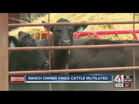 Video: A Mutilated Cow Was Found On A Farm In Colorado - - Alternative View