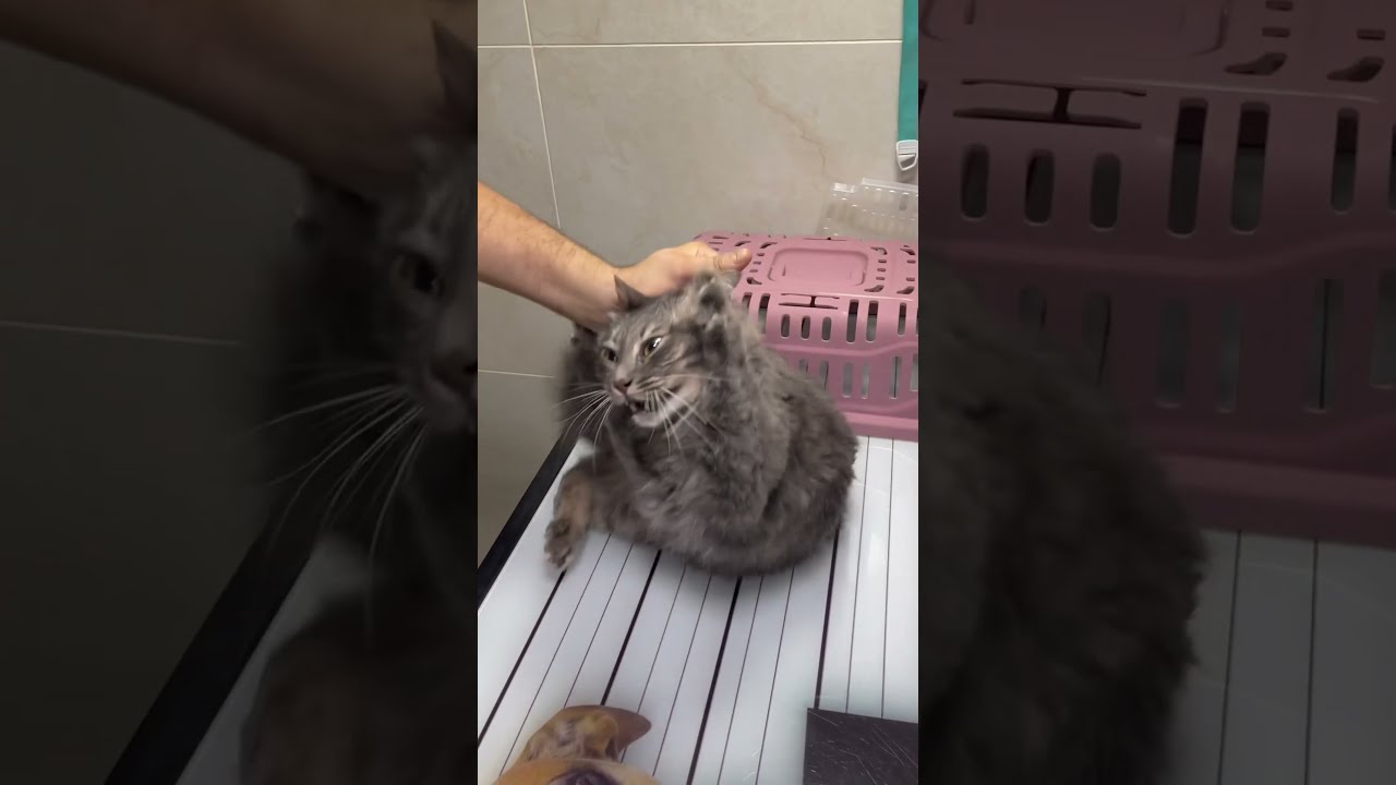 How To Deal With Angry Cat And Ferocious Part 108