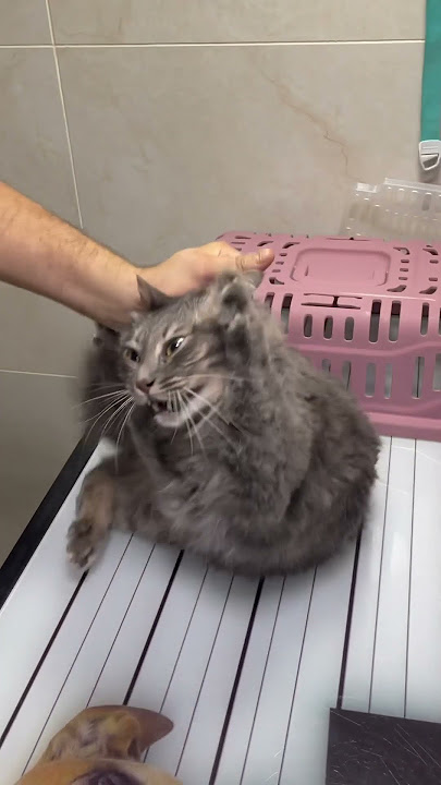 How to deal with angry cat and ferocious cat 🐱 part 108