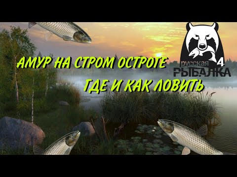 Амур на Старом Остроге. Где и как ловить? Русская Рыбалка 4.