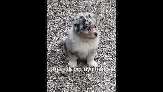 Jarje Ik Bin Dyn Hûntsje