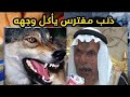 هجوم الذيب على رجل في حايل يرويها ابوعمار من قناة قصص الذيابه