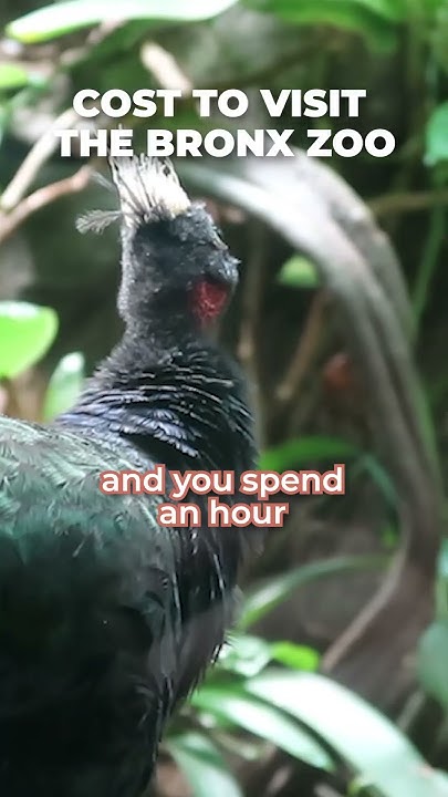 how-much-does-the-bronx-zoo-cost-hava-media-bronxzoo-zoo