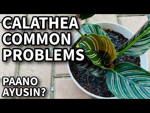 Video: Will Calatheas Grow Outdoors - Alamin Kung Paano Alagaan ang Calatheas Sa Hardin