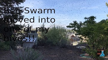 Honey Bee swarm moves into empty hive.