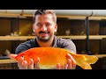 കോയ്‌ ഫിഷിന്റെ ചോര കുടിക്കുന്ന വിരുതന്മാർ | Removing parasites from koi fish