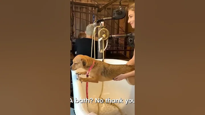 Video 9382061: hilarious cat funny pets, weird cat, bathroom cat funny, pet hair, dog bath