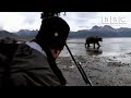 Camera crew come perilously close to a Grizzly | Great Bear Stakeout - BBC