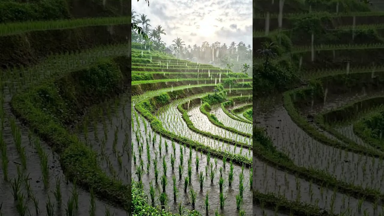 👉 Philippines Rice Terraces in the Rain 🌾🌧️ | Relaxing Nature Ambience #nature #relax  #philippines