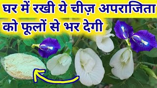 अपराजिता में डालते ही खिलेंगे सैकड़ों फूल.Aparajita Plant Care.Aprajita plant.Aparajita flower plant